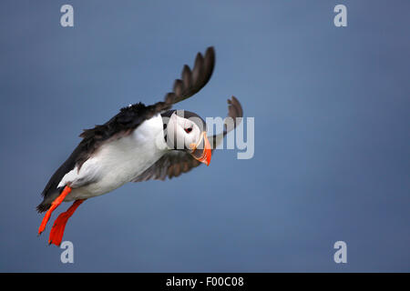 Atlantic puffin, comune puffin (Fratercula arctica), in volo, vista laterale, Norvegia Foto Stock