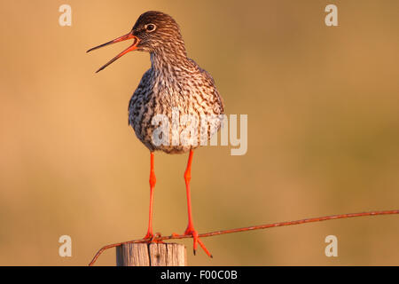 Comune (redshank Tringa totanus), chiamando su un post di scherma, Germania, Bassa Sassonia, Frisia orientale Foto Stock