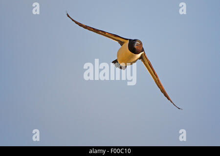 Razorbill (Alca torda), in volo, vista frontale, Belgio Foto Stock