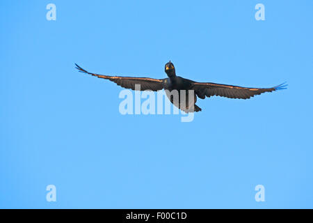 Il marangone dal ciuffo (phalacrocorax aristotelis), in volo nel cielo blu, Norvegia Foto Stock