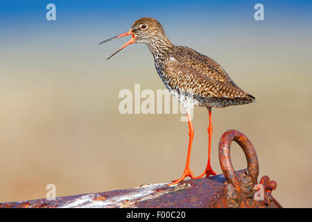 Comune (redshank Tringa totanus), in piedi sul metallo arrugginito, chiamando e allarmante , Belgium Foto Stock