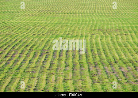 In prossimità di un campo di erba crescente che mostra la piantagione di righe in verde vivace Foto Stock