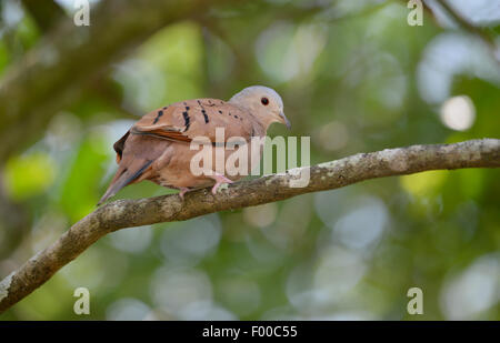 Ruddy colomba di massa (Columbina talpacoti) appollaiato su un ramo di albero Foto Stock