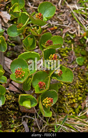 Salice Nano, almeno il salice, Snowbed Willow (Salix herbacea), pianta maschio, Germania Foto Stock