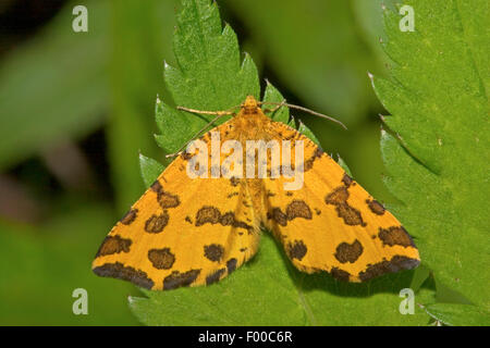 Screziato giallo (Pseudopanthera macularia), su una foglia, Germania Foto Stock