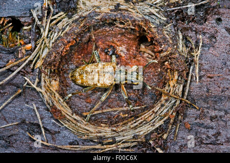 Pino nervata borer, nervate pine-borer (Rhagium inquisitore), la modalità di ibernazione in una cella ermetica con pupa, Germania Foto Stock
