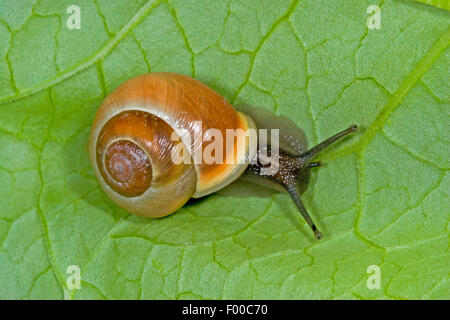 Bianco-labbro gardensnail, bianco-lumaca a labbro, giardino lumaca, minore lumaca nastrati (Cepaea nemoralis), nastrati lumaca su una foglia, Germania Foto Stock