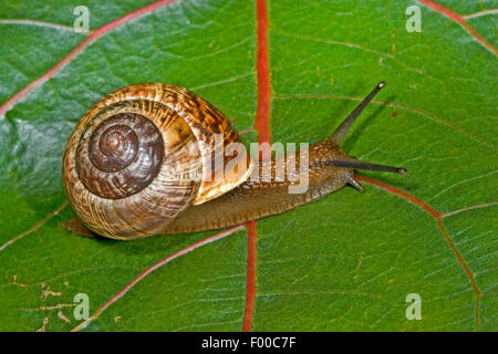 Orchard lumaca, Copse lumaca (Arianta arbustorum), su una foglia, Germania Foto Stock