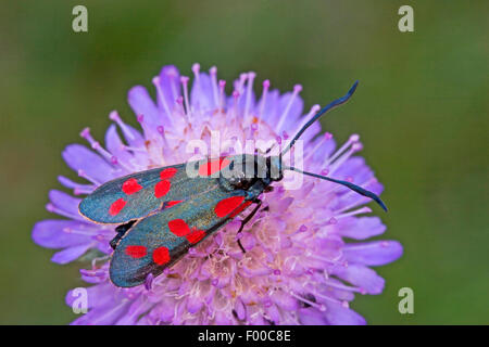 Sei-spot Burnett (Zygaena filipendulae, Anthrocera filipendulae), su un scabious, Germania Foto Stock