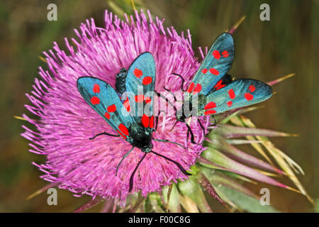 Sei-spot Burnett (Zygaena filipendulae, Anthrocera filipendulae), da due a sei spot burnets su un cardo, Germania Foto Stock