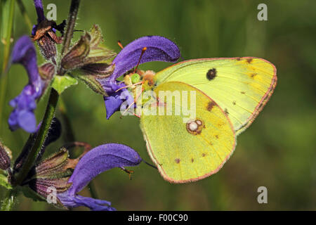 Offuscato pallido giallo (Colias hyale), a fioritura di salvia, Germania Foto Stock