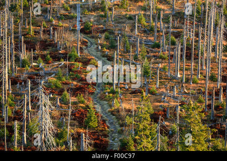 Abete (Picea abies), il paesaggio di un morto abete foresta ucciso dal bostrico (Scolytidae), in Germania, in Baviera, il Parco Nazionale della Foresta Bavarese Foto Stock