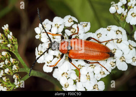 Red Longhorn Beetle (Anoplodera rubra, Stictoleptura rubra, Leptura rubra, Corymbia rubra, Aredolpona rubra), femmina, Germania Foto Stock