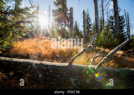 Abete (Picea abies), morto abete forst ucciso dal bostrico, in Germania, in Baviera, il Parco Nazionale della Foresta Bavarese, Lusen Foto Stock