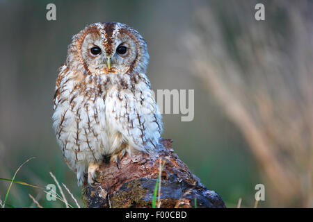 Eurasian allocco (Strix aluco), seduto su un albero di intoppo al margine della foresta nella luce della sera, Belgio Foto Stock