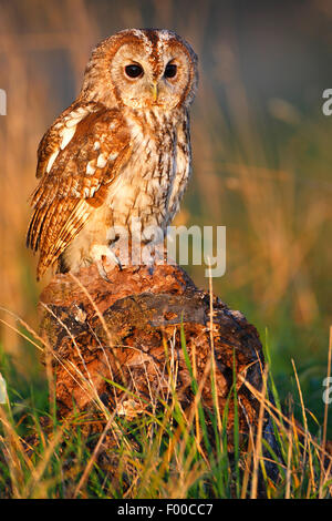 Eurasian allocco (Strix aluco), seduto su un albero di intoppo nella luce della sera, Belgio Foto Stock