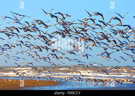 Aringa gabbiano (Larus argentatus), volare fino gabbiani sulla costa del Mare del Nord, Belgio Foto Stock