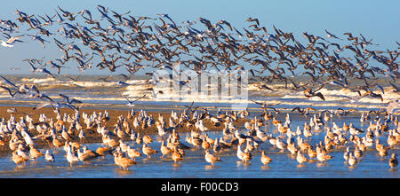 Aringa gabbiano (Larus argentatus), volare fino gabbiani sulla costa del Mare del Nord, Belgio Foto Stock