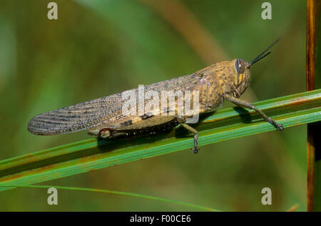 Grasshopper egiziano, egiziano Locust (Anacridium aegyptium, Anacridium aegypticum), su una lama di erba Foto Stock