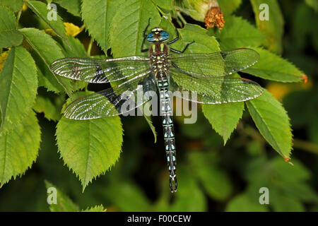 Minor hairy dragonfly, Hairy Dragonfly, Hairy Hawker, Molla Hawker (Brachytron pratense, Brachytron hafniense), maschio su una foglia, Germania Foto Stock