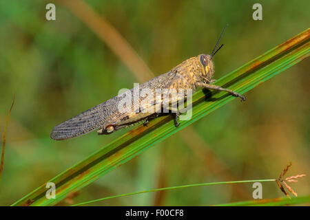 Grasshopper egiziano, egiziano Locust (Anacridium aegyptium, Anacridium aegypticum), su una lama di erba Foto Stock