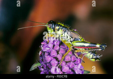 Montagna Verde Grasshopper, alpino mountain locust (Miramella alpina, Podisma alpina, Kisella alpina), maschio su un'infiorescenza, Germania Foto Stock