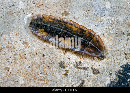 Piccolo coleottero fulmini (Lamprohiza splendidula, Phausis splendidula), larva, Germania Foto Stock