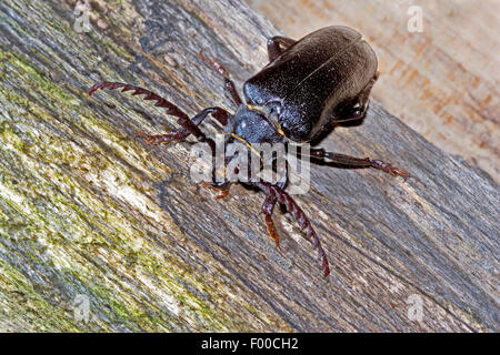 Prionus longhorn beetle, maggiore British longhorn, Tanner, Il sawyer (Prionus coriarius), maschio, Germania Foto Stock