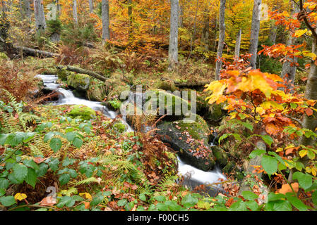 Piccolo fiume che scorre attraverso il bosco in autunno, kleine Ohe, in Germania, in Baviera, il Parco Nazionale della Foresta Bavarese Foto Stock