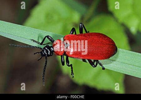 Scarlet fire beetle, Cardinale beetle (Pyrochroa coccinea), su una foglia, Germania Foto Stock