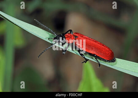 Scarlet fire beetle, Cardinale beetle (Pyrochroa coccinea), su una foglia, Germania Foto Stock