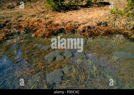 Rana comune, erba (rana temporaria rana), l'erba frog spawn nuotare sulla superficie dell'acqua di uno stagno, Germania Foto Stock