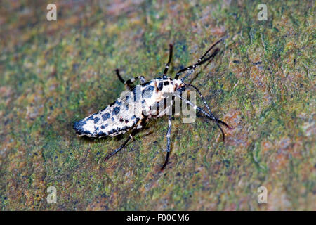 Chiazzato umber (Erannis defoliaria, Phalaena defoliaria, Hybernia defoliaria), femmina, Germania Foto Stock