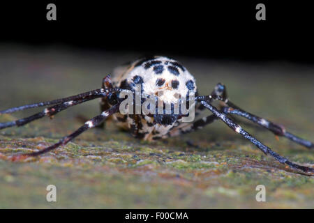 Chiazzato umber (Erannis defoliaria, Phalaena defoliaria, Hybernia defoliaria), femmina, Germania Foto Stock