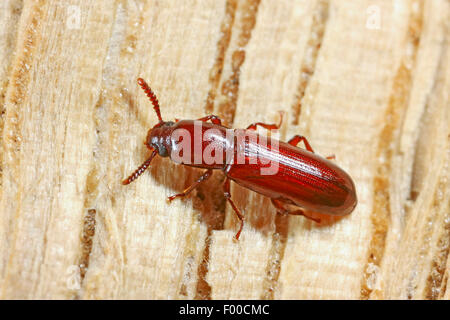 Darkling Beetle (Corticeus unicolor, Hypophloeus unicolor, Hypophloeus castaneus), su legno, Germania Foto Stock