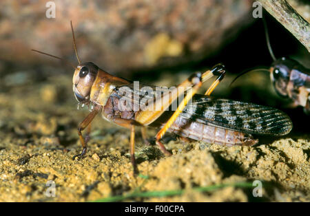 Locusta migratoria (Locusta migratoria, Pachytylus migratorius), sul terreno, Germania Foto Stock