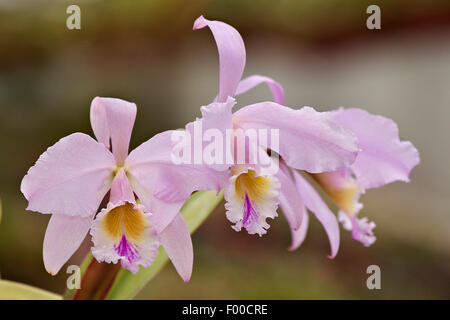 Cattleya (Cattleya gaskelliana), fiori Foto Stock