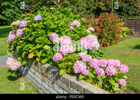 Pink Hydrangea fiori in un giardino in estate nel Regno Unito. Foto Stock