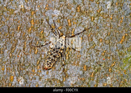 Chiazzato umber (Erannis defoliaria, Phalaena defoliaria, Hybernia defoliaria), femmina, Germania Foto Stock