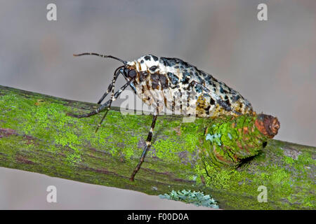 Chiazzato umber (Erannis defoliaria, Phalaena defoliaria, Hybernia defoliaria), femmina, Germania Foto Stock