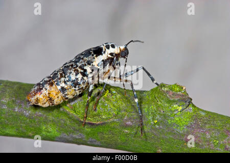 Chiazzato umber (Erannis defoliaria, Phalaena defoliaria, Hybernia defoliaria), femmina, Germania Foto Stock
