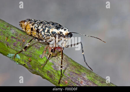 Chiazzato umber (Erannis defoliaria, Phalaena defoliaria, Hybernia defoliaria), femmina, Germania Foto Stock