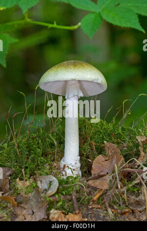 La morte il tappo a fungo, Deathcap (Amanita phalloides), corpo fruttifero sul suolo della foresta, fungo tossico, Germania Foto Stock