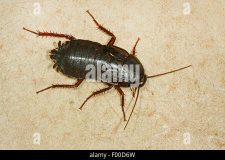 Scarafaggio orientale, comune scarafaggio (Blatta orientalis), femmina, Germania Foto Stock