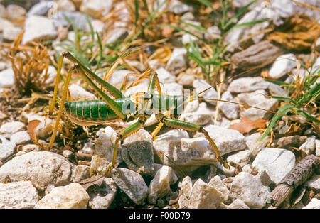 Bush-Cricket predatoria, Predatori di Bush Cricket (Saga hellenica), maschio, Grecia Foto Stock