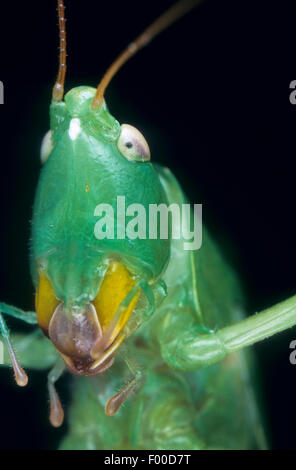 Grandi conehead (Ruspolia nitidula, Conocephalus mandibularis, Homorocoryphus nitidulus), ritratto Foto Stock
