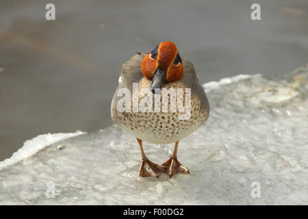 Verde-winged teal (Anas crecca), verde-winged teal dreake in piedi sul ghiaccio sul lungomare, in Germania, in Renania settentrionale-Vestfalia Foto Stock