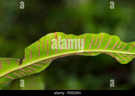 Hart la linguetta, Europeo harts-lingua (felci Asplenium scolopendrium, Phyllitis scolopendrium), sori sul lato inferiore di una foglia, Germania Foto Stock