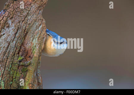 Eurasian picchio muratore (Sitta europaea), in corrispondenza di un marcio tronco di albero, Germania Foto Stock