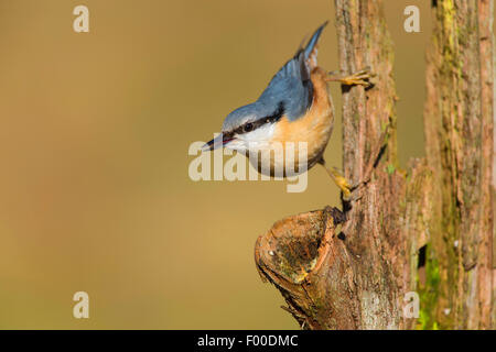 Eurasian picchio muratore (Sitta europaea), testa prima a un marcio tronco di albero, Germania Foto Stock